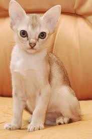 самая мелкая кошка
