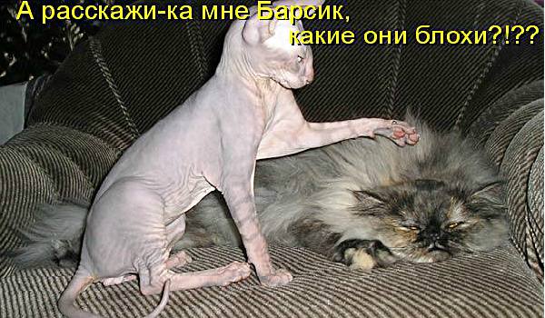 блохи у человека фото блохи у человека фото