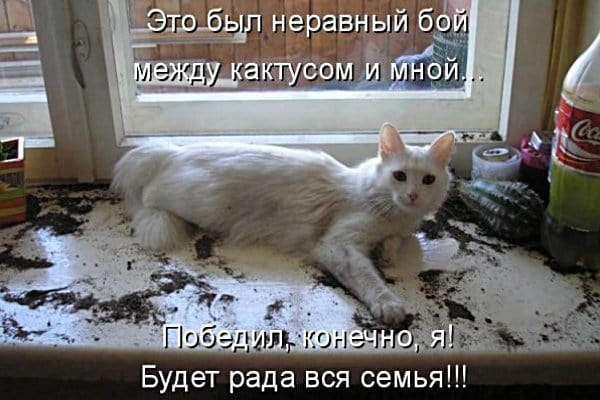 http://www.caticat.ru/wp-content/uploads/2012/12/kot-i-kaktus.jpg