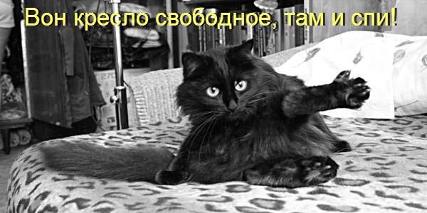 http://www.caticat.ru/wp-content/uploads/2012/12/kot-na-krovati.jpg