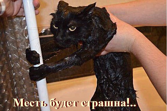 http://www.caticat.ru/wp-content/uploads/2012/12/vendetta-kota.jpg