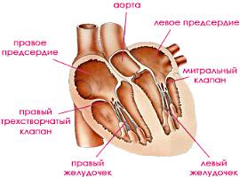 http://www.caticat.ru/wp-content/uploads/2013/01/serdce-koshki.jpg