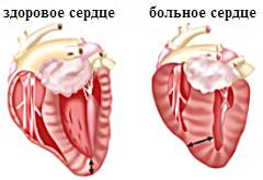 http://www.caticat.ru/wp-content/uploads/2013/01/serdce_koshki.jpg