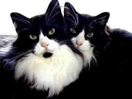 кошки-родственники