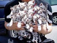 много котят