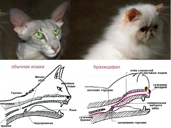 брахицефалический синдром у кошек