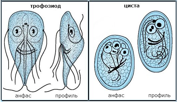 очищение от паразитов таблетки очищение от паразитов таблетки